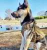 Bungee Dog Leash