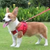 Pet Harness, Reflective - Oh My God